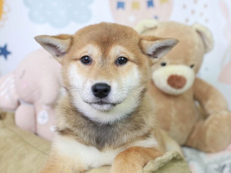 Shiba Inu