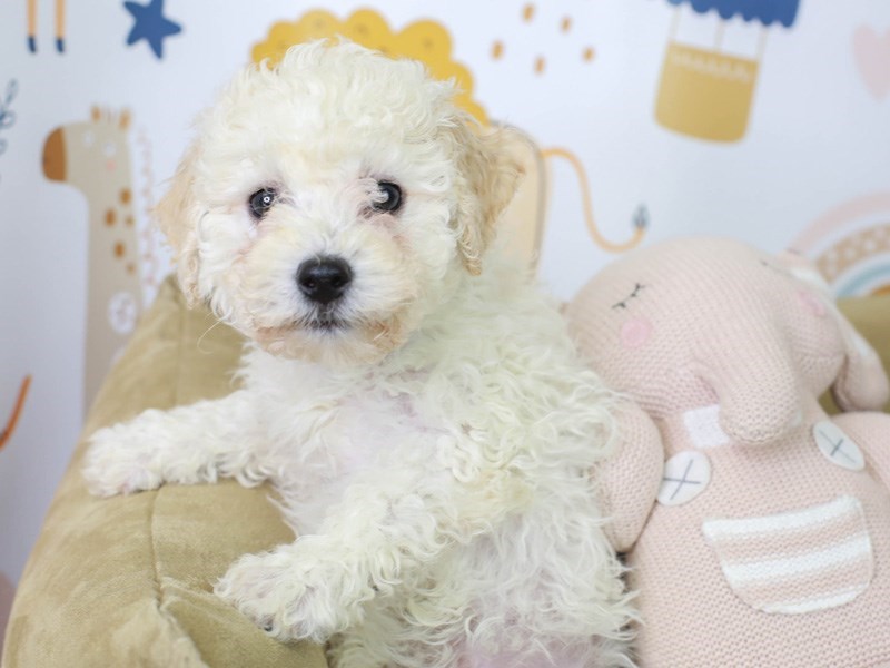 Bichon Poo-Male-Cream-3015991-Animal Kingdom | Puppies N Love
