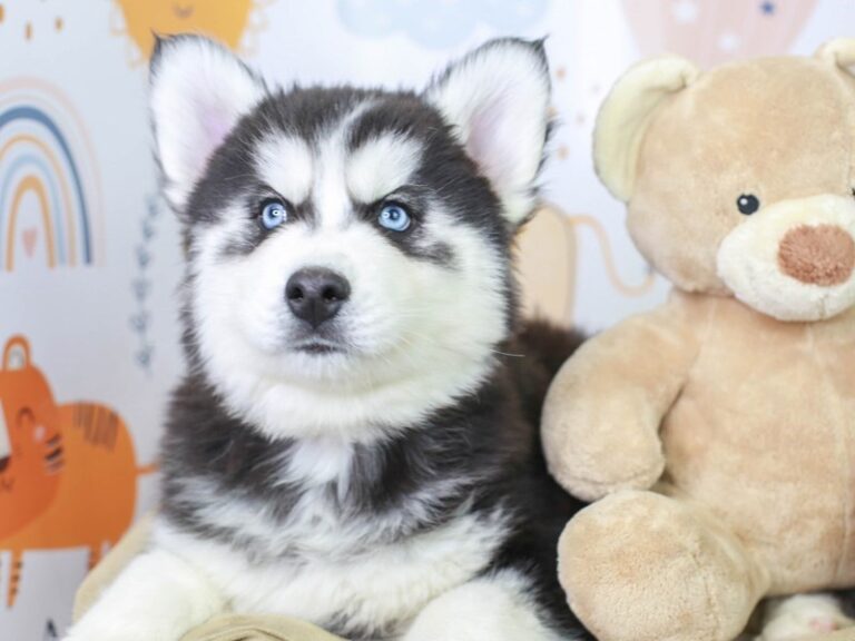 Siberian Husky