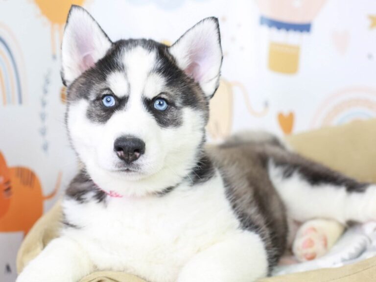 Siberian Husky