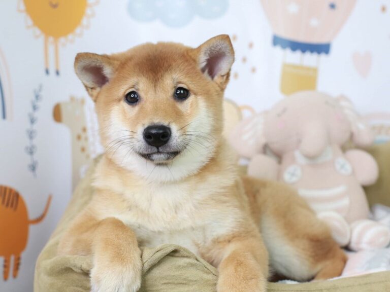 Shiba Inu