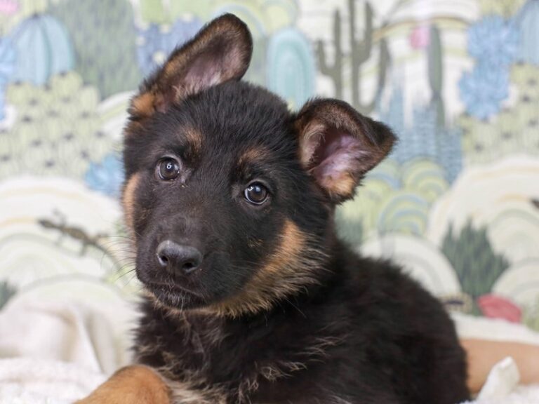 German Shepherd
