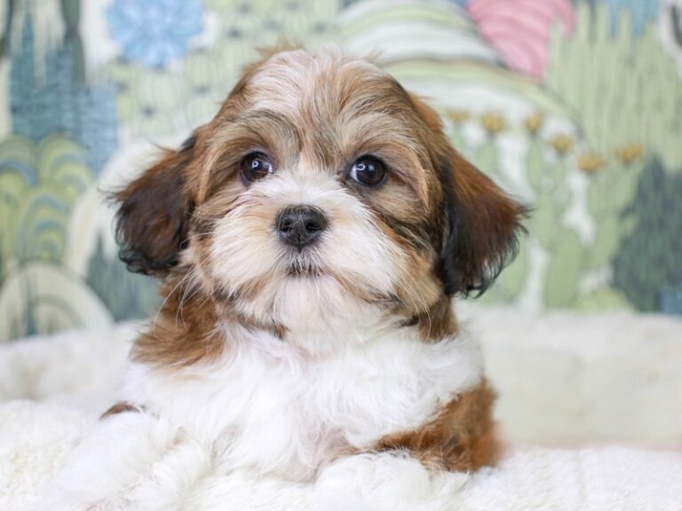Havanese