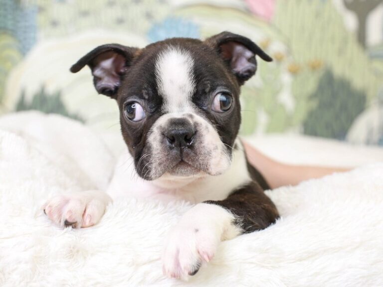 Boston Terrier