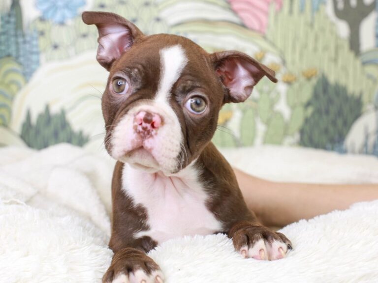 Boston Terrier