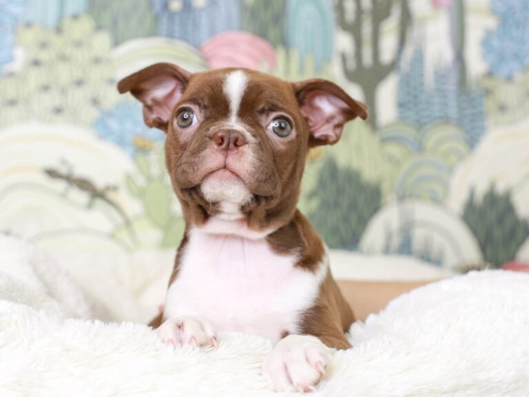 Boston Terrier