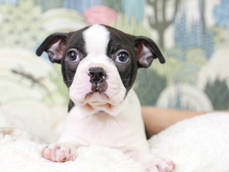 Boston Terrier