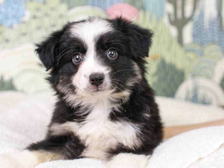 Mini Aussie