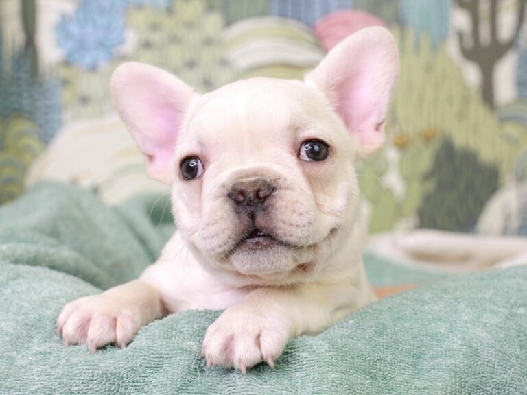 French Bulldog