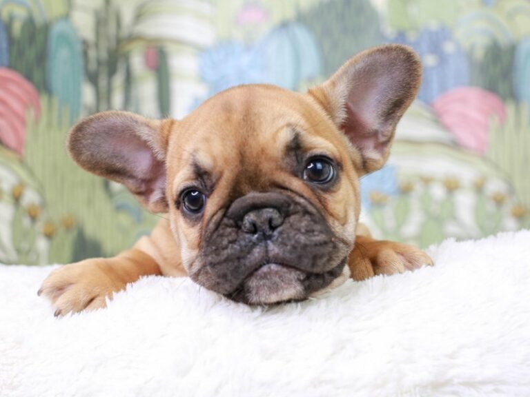 French Bulldog