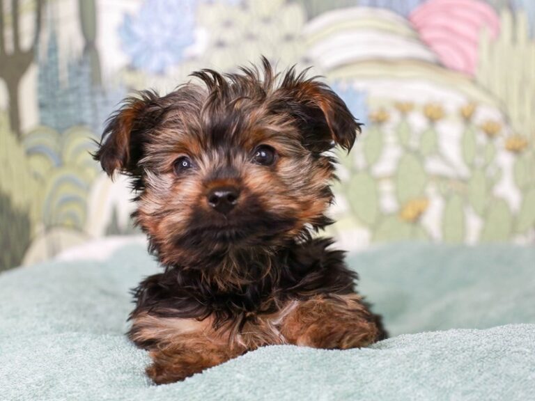 Yorkshire Terrier