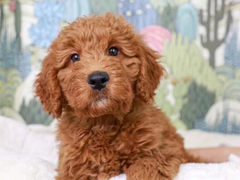 Mini Goldendoodle
