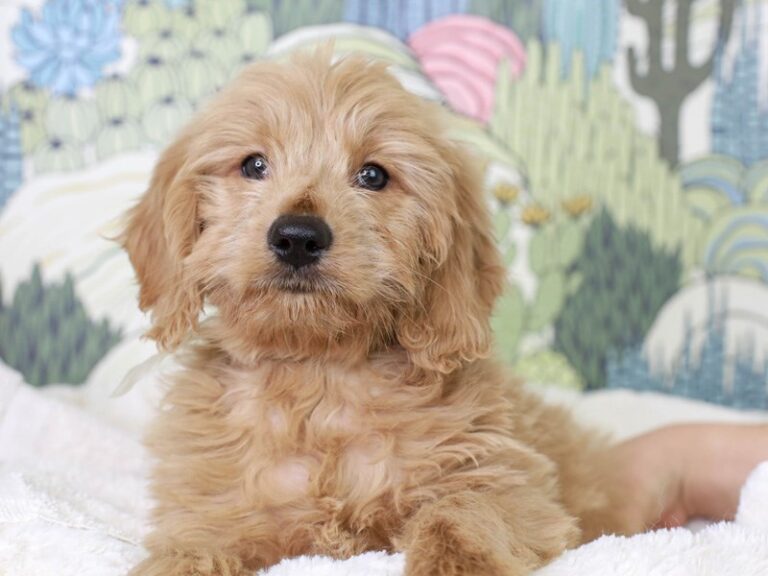Mini Goldendoodle