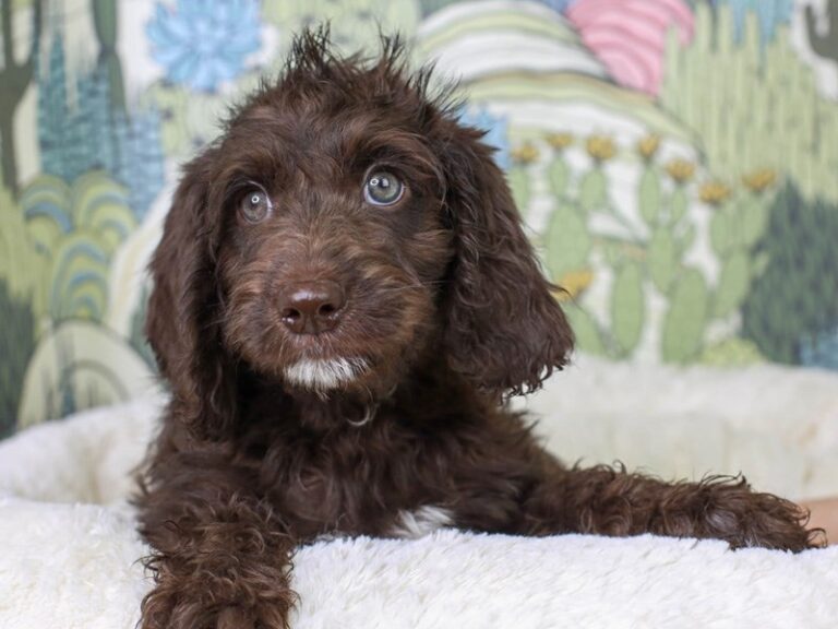 Mini Labradoodle