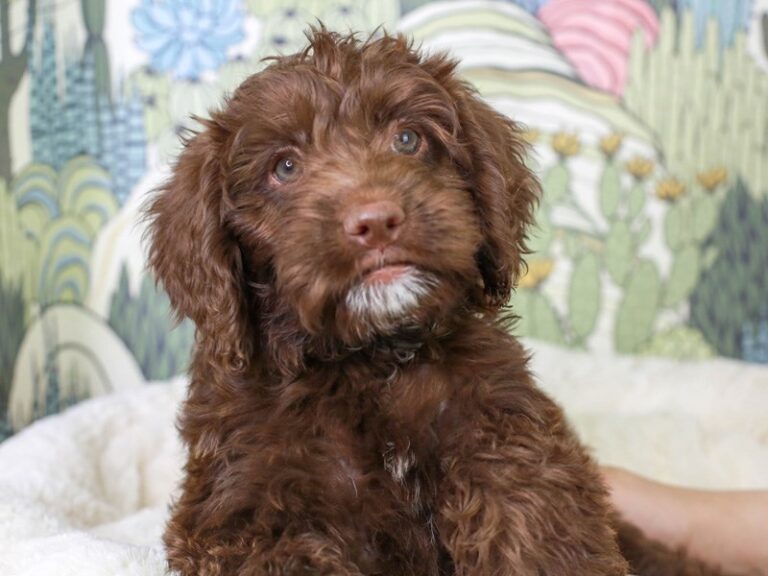 Mini Labradoodle