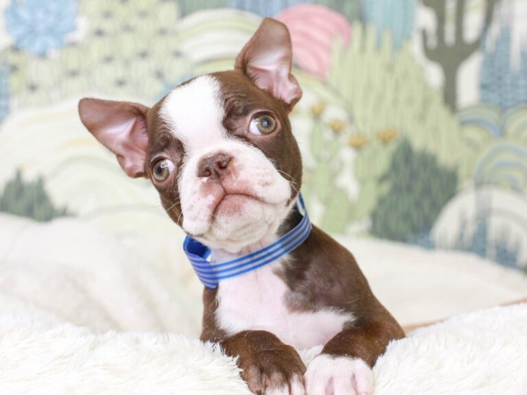 Boston Terrier