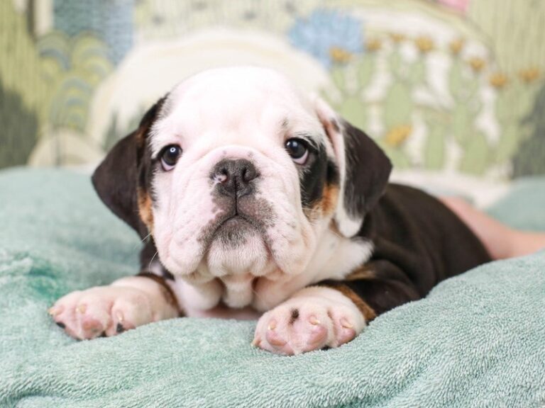 English Bulldog