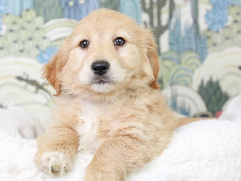 Mini Goldendoodle