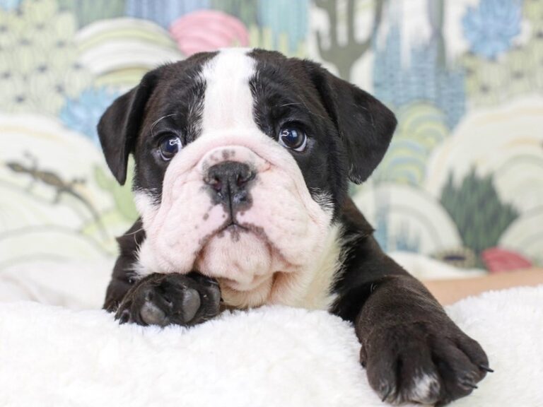 English Bulldog