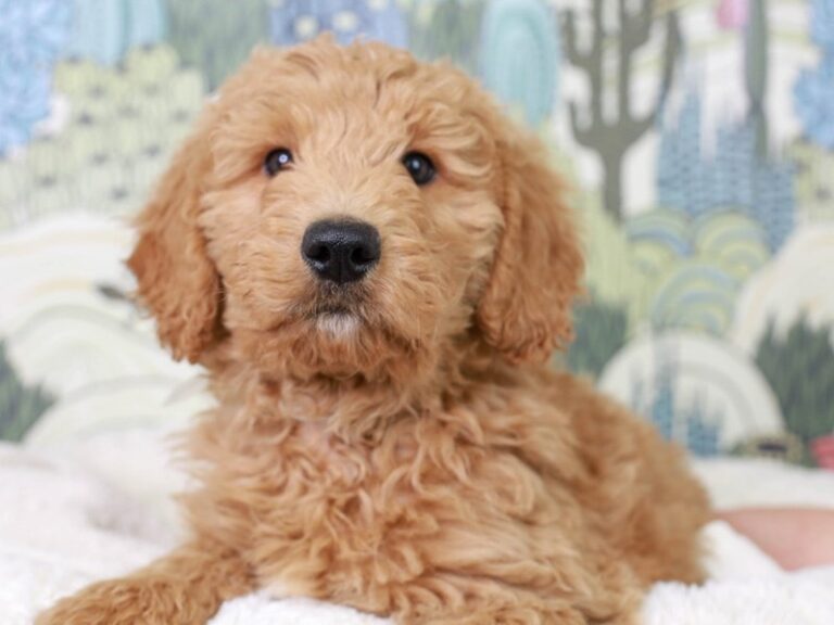 Mini Goldendoodle