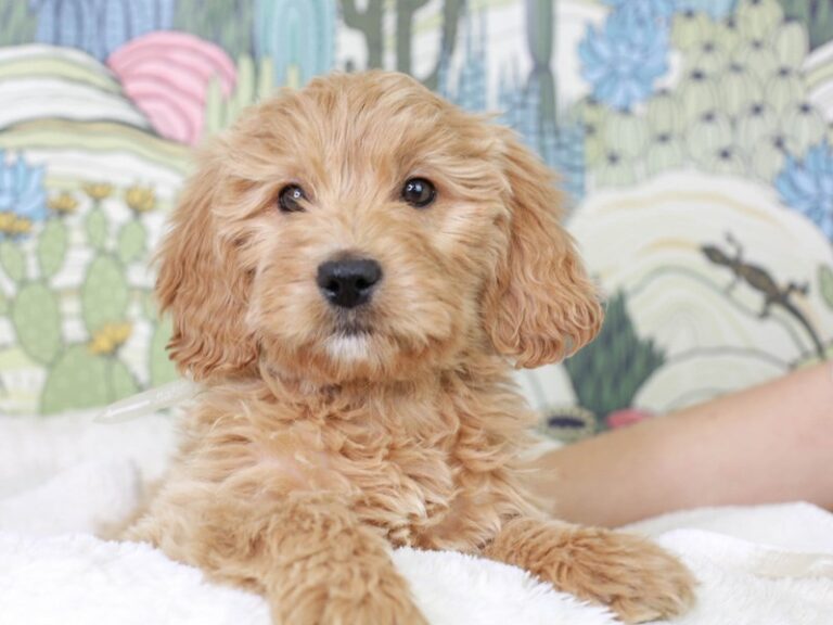Mini Goldendoodle