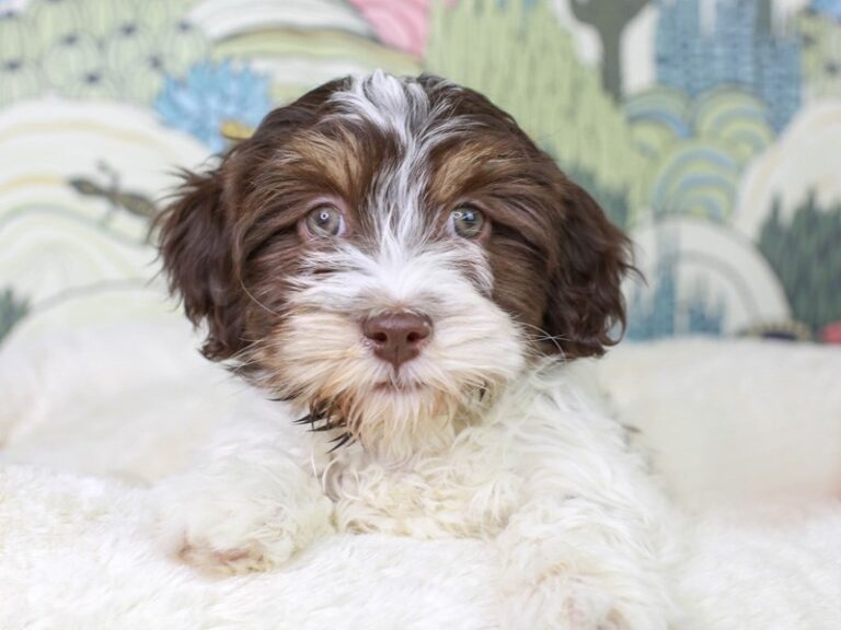 Havanese