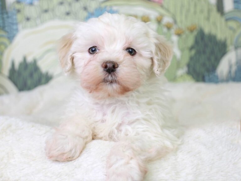 Lhasa Poo