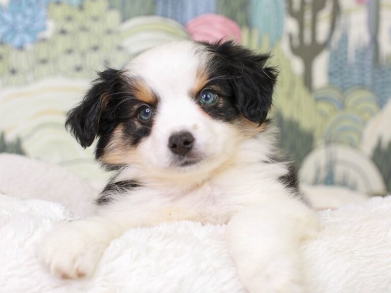 Mini Aussie