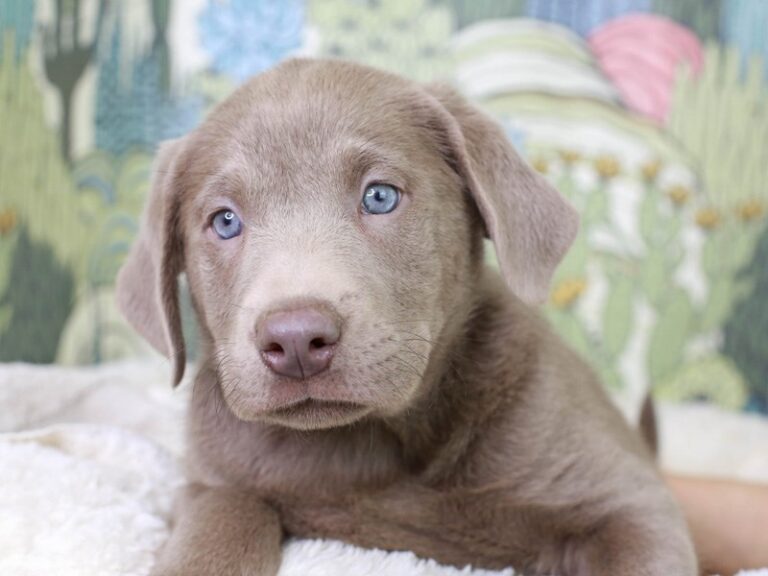 Labrador Retriever