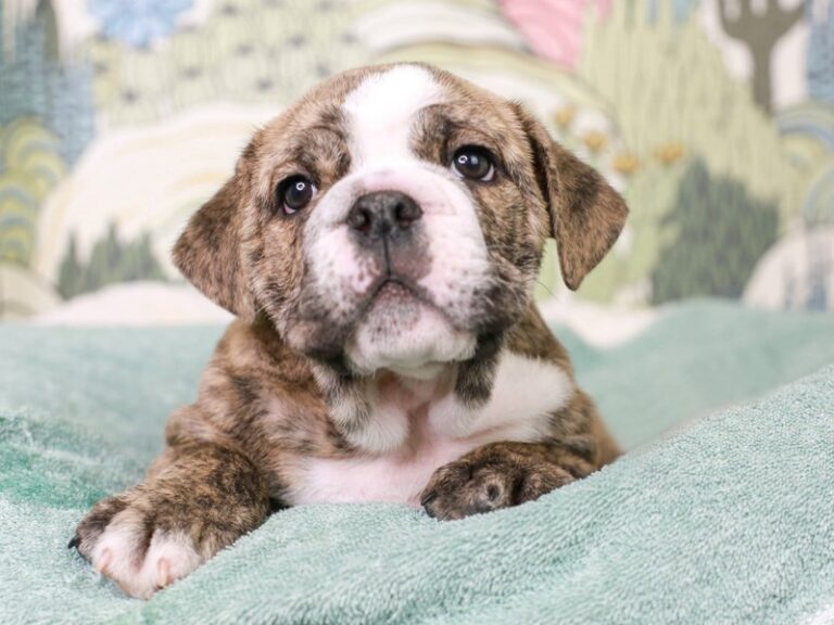 English Bulldog