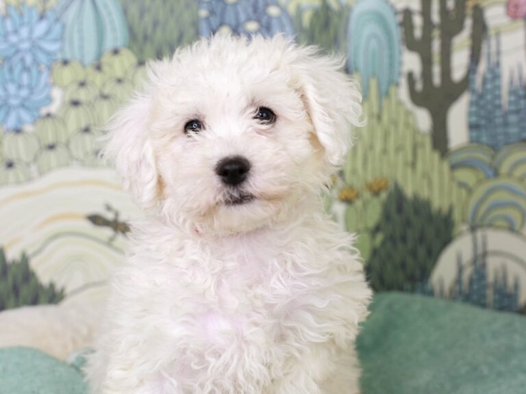 Bichon Frise