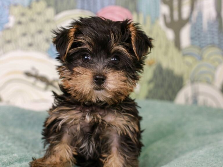 Yorkshire Terrier