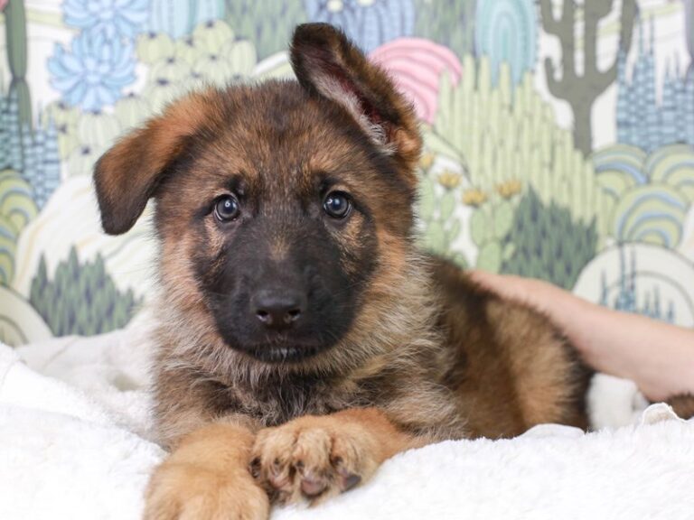 German Shepherd