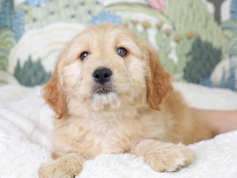 Mini Goldendoodle