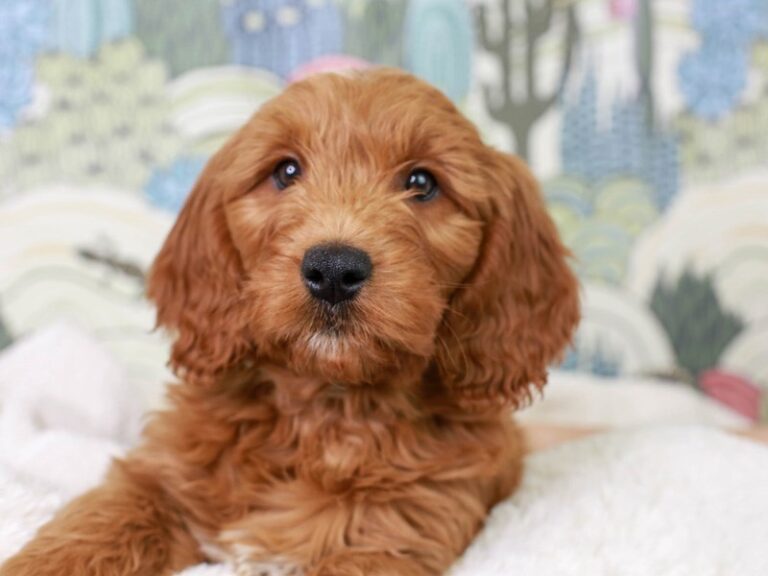 Mini Goldendoodle