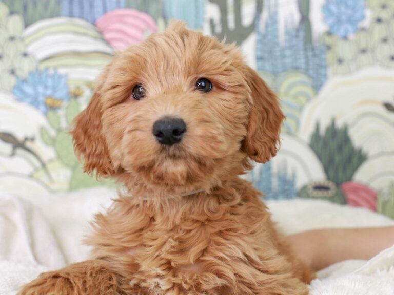 Mini Goldendoodle