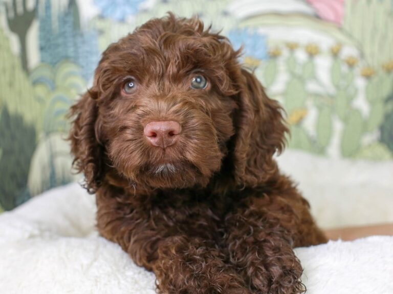 Mini Labradoodle