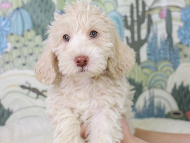 Mini Labradoodle