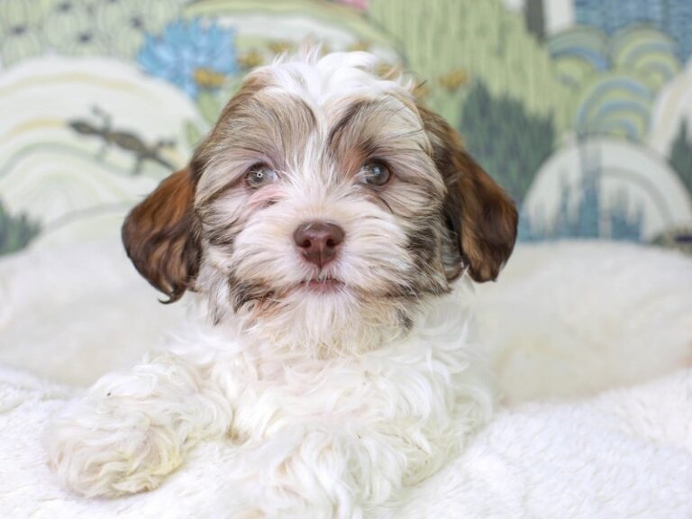 Havanese