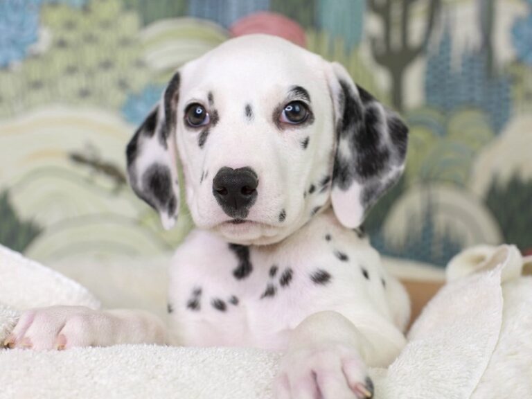 Dalmatian