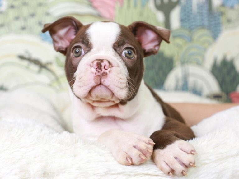 Boston Terrier