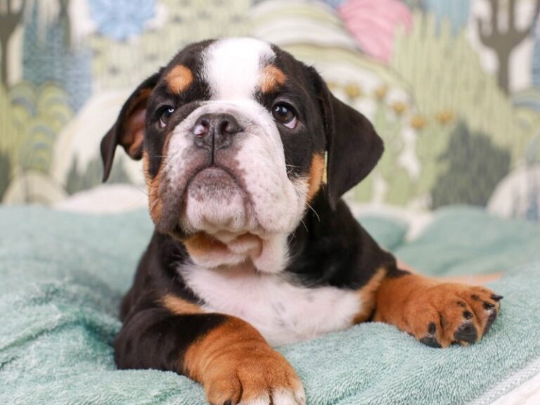 English Bulldog