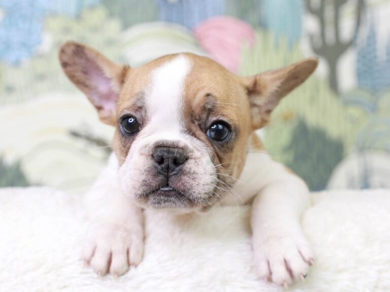 French Bulldog