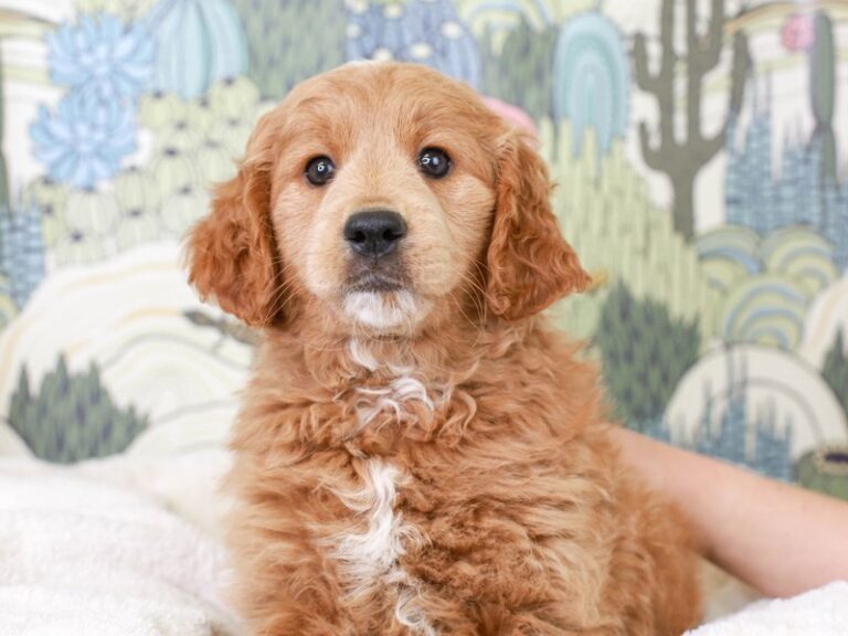 Mini Goldendoodle