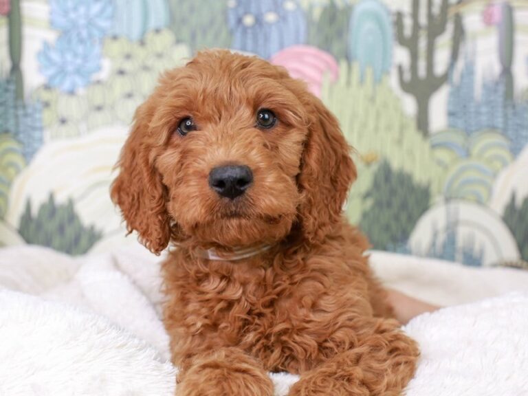 Mini Goldendoodle