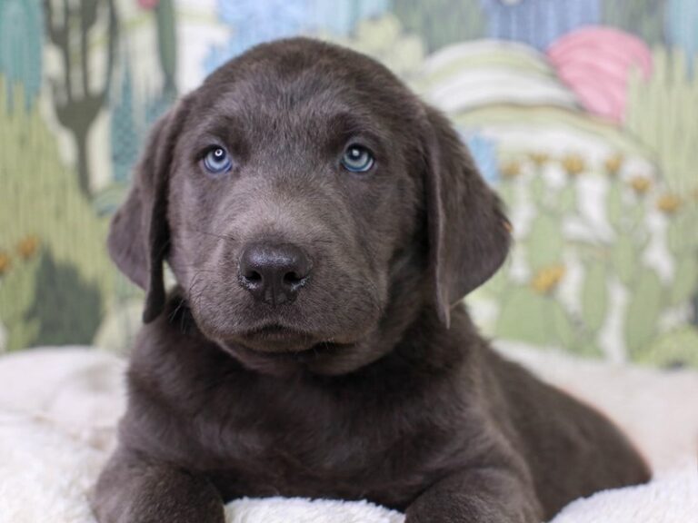 Labrador Retriever