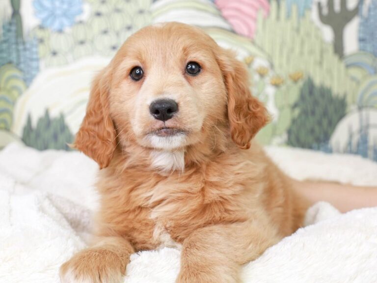 Mini Goldendoodle