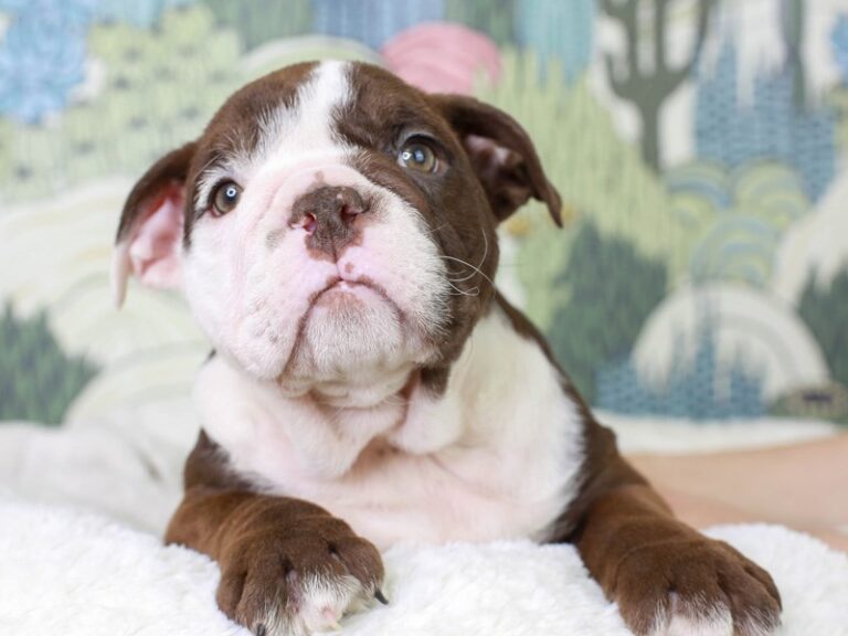 English Bulldog
