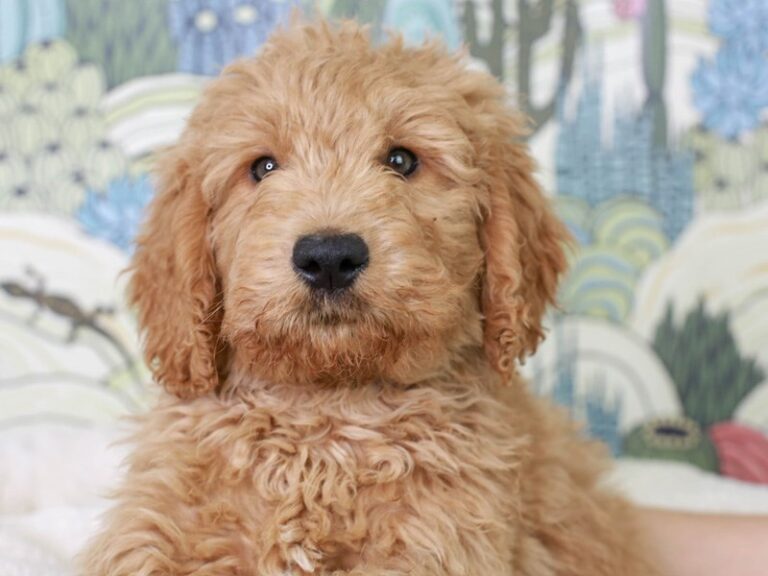 Mini Goldendoodle
