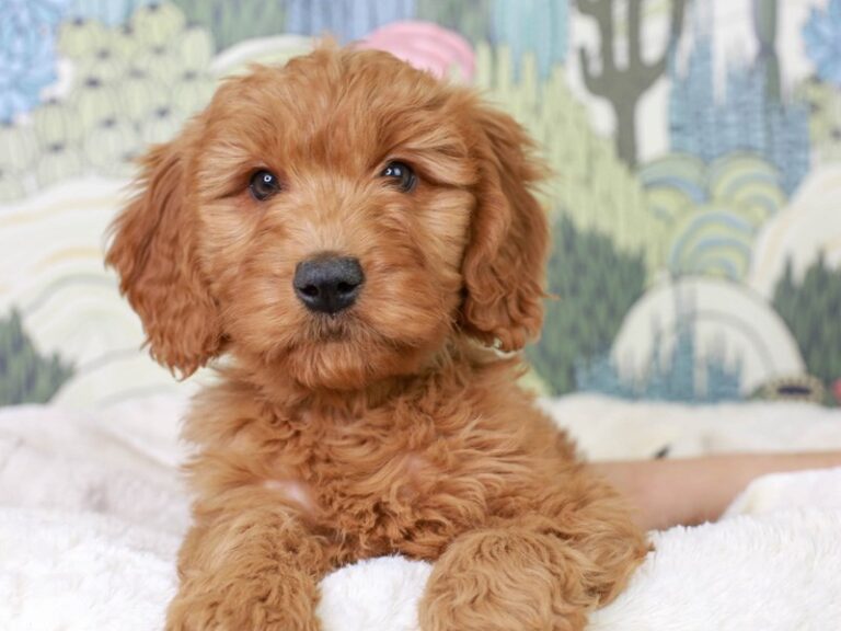 Mini Goldendoodle